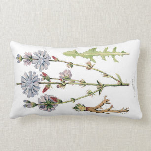 Zichorie-Vintages botanisches Lendenkissen