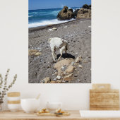 Ziege am Strand Poster (Küche)