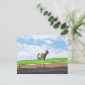 Ziege auf einem Rasendach in Sister Bay, Wisconsin Postkarte (Stehend Vorderseite)