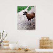 Ziege auf Pfad Poster (Küche)