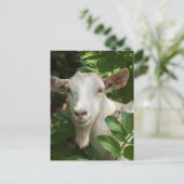 Ziege, die Kamera ansieht Postkarte (Stehend Vorderseite)