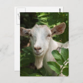 Ziege, die Kamera ansieht Postkarte (Vorne/Hinten)