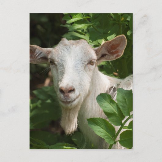 Ziege, die Kamera ansieht Postkarte (Vorderseite)