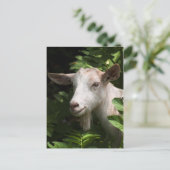 Ziege, die Kamera ansieht Postkarte (Stehend Vorderseite)