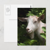 Ziege, die Kamera ansieht Postkarte (Vorne/Hinten)