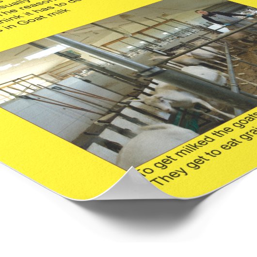 Ziege Fakten Poster 1 (Ecke)