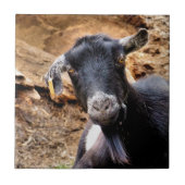 ZIEGE FLIESE (Vorderseite)