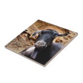 ZIEGE FLIESE (Seite)