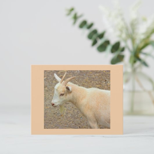 Ziege Foto Postkarte (Stehend Vorderseite)