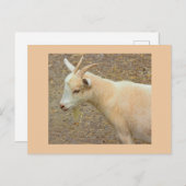 Ziege Foto Postkarte (Vorne/Hinten)
