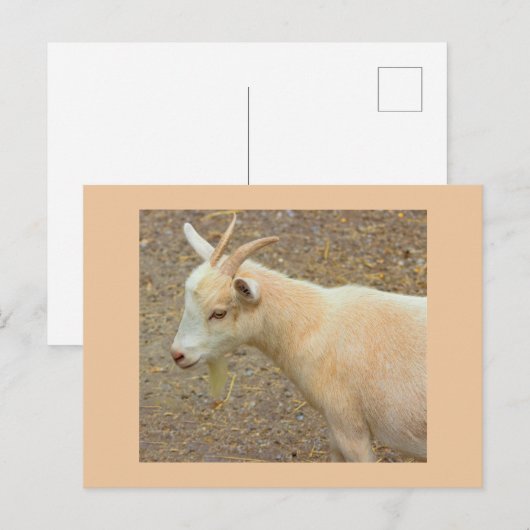 Ziege Foto Postkarte (Vorne/Hinten)