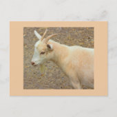 Ziege Foto Postkarte (Vorderseite)