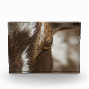 Ziege Fotoblock