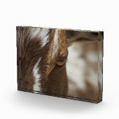 Ziege Fotoblock (Rechts)