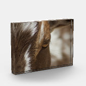 Ziege Fotoblock (Links)