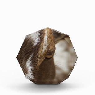 Ziege Fotoblock