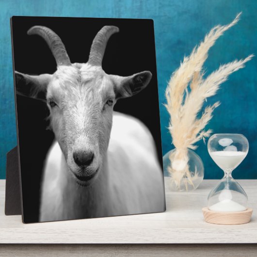 Ziege Fotoplatte (Seite)