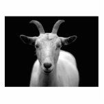 Ziege Freistehende Fotoskulptur<br><div class="desc">Großes Foto einer weißen Ziege auf schwarzem Hintergrund. Wenn Ihnen diese coolen Tiere gefallen, dann sollten Sie mit diesem phantastischen Foto verwandte Produkte und Geschenkideen Karo machen.</div>
