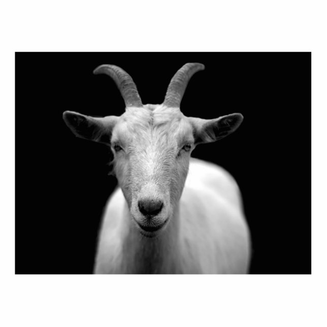 Ziege Freistehende Fotoskulptur (Vorne)