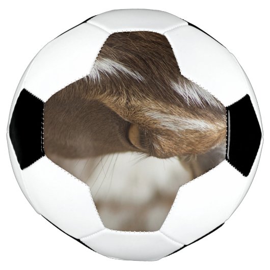 Ziege Fußball (Gedreht)