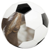 Ziege Fußball (Dreiviertel)