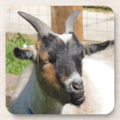 ZIEGE GETRÄNKEUNTERSETZER (Vorderseite)