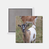Ziege in einem Feld Magnet (Vorderseite/Rückseite)