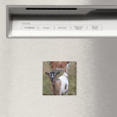 Ziege in einem Feld Magnet (In Situ (Geschirrspüler))
