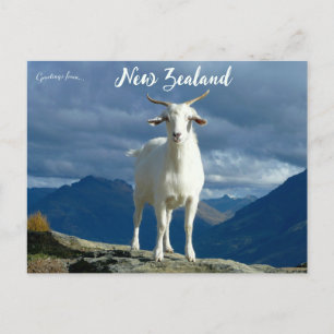 Ziege in Queenstown Neuseeland Postkarte