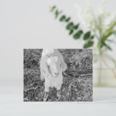 Ziege in Schwarz und Weiß Postkarte (Stehend Vorderseite)