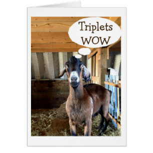 ZIEGE IST SO AUFGENOMMEN=TRIPLETS=DREIFACHE LIEBE