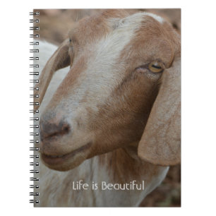 Ziege Kauai (meine Fotografie) Notizblock