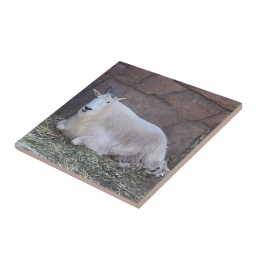 Ziege Keramik Tile Fliese (Seite)