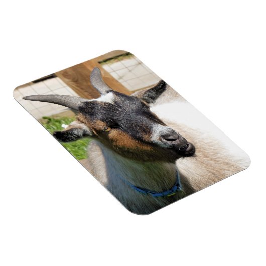 ZIEGE MAGNET (Rechte Seite)
