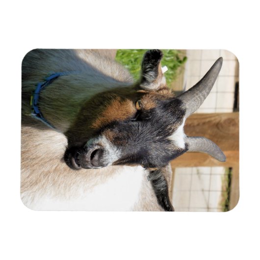 ZIEGE MAGNET (Horizontal)