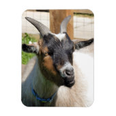 ZIEGE MAGNET (Vertikal)