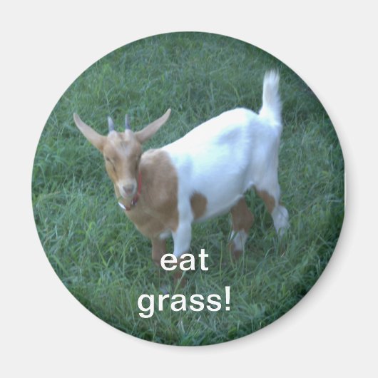 Ziege Magnet (Vorne)