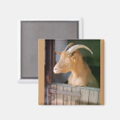 Ziege Magnet (Vorderseite/Rückseite)