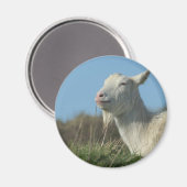 Ziege Magnet (Vorderseite/Rückseite)