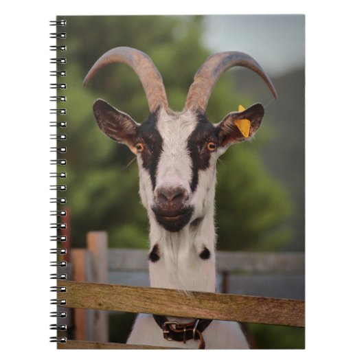Ziege mit Horns Stehend gegen Zaun Notizblock (Vorderseite)