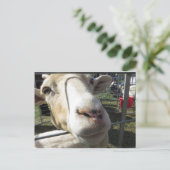 Ziege Nah hoch Postkarte (Stehend Vorderseite)