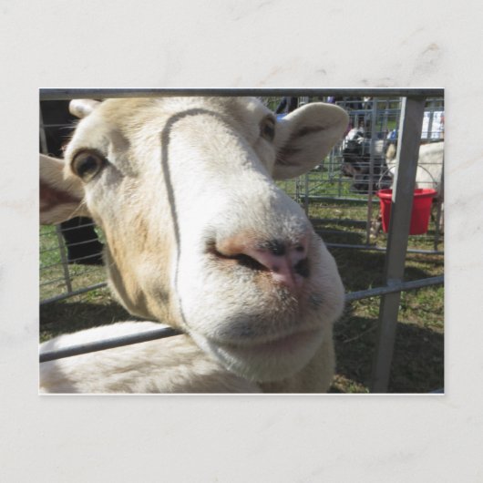 Ziege Nah hoch Postkarte (Vorderseite)