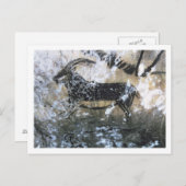 Ziege oder Gämse, Rockmalerei im Schwarzen Raum, Postkarte (Vorne/Hinten)