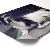 Ziege Poster (Ecke)