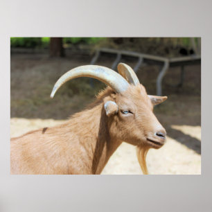 Ziege Poster