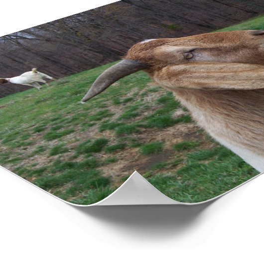 Ziege Poster (Ecke)