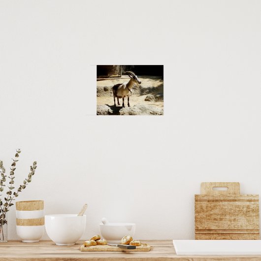 Ziege Poster (Küche)