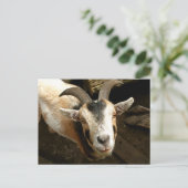 Ziege Postkarte (Stehend Vorderseite)