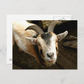 Ziege Postkarte (Vorne/Hinten)