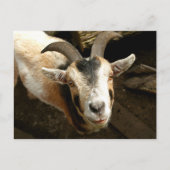 Ziege Postkarte (Vorderseite)